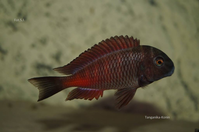 Tropheus sp. 'red' Cape Kipimbi